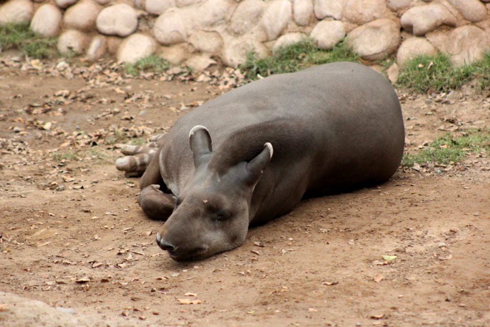 Fauna Terrestrial Animal Wildlife Snout