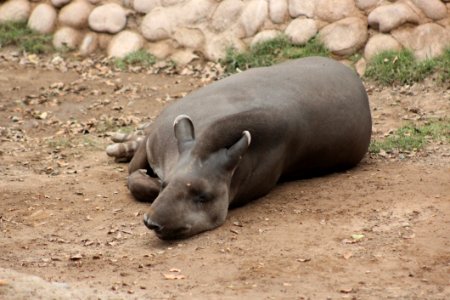 Fauna Terrestrial Animal Wildlife Snout