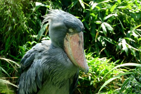 Beak Bird Fauna Nature Reserve