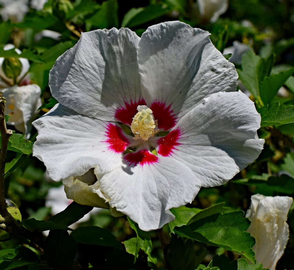 Flower Plant Hibiscus Flowering Plant