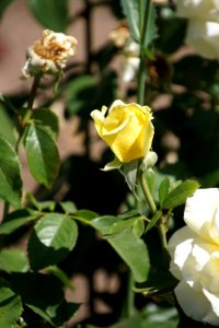 Rose Family Flower Flowering Plant Rose
