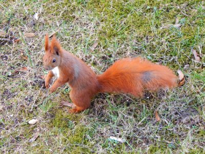 Fauna Squirrel Mammal Wildlife