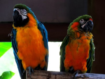 Bird Parrot Beak Fauna photo