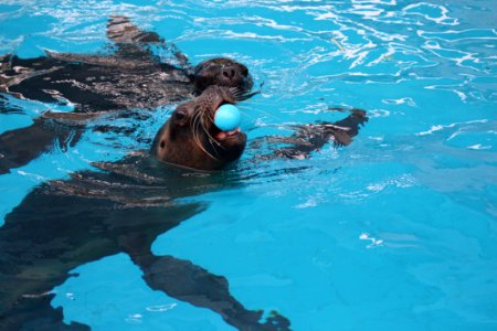 Water Leisure Swimming Pool Swimming