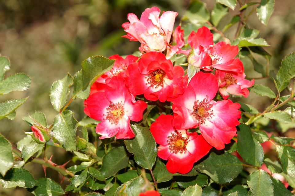 Flower Flowering Plant Rose Family Plant