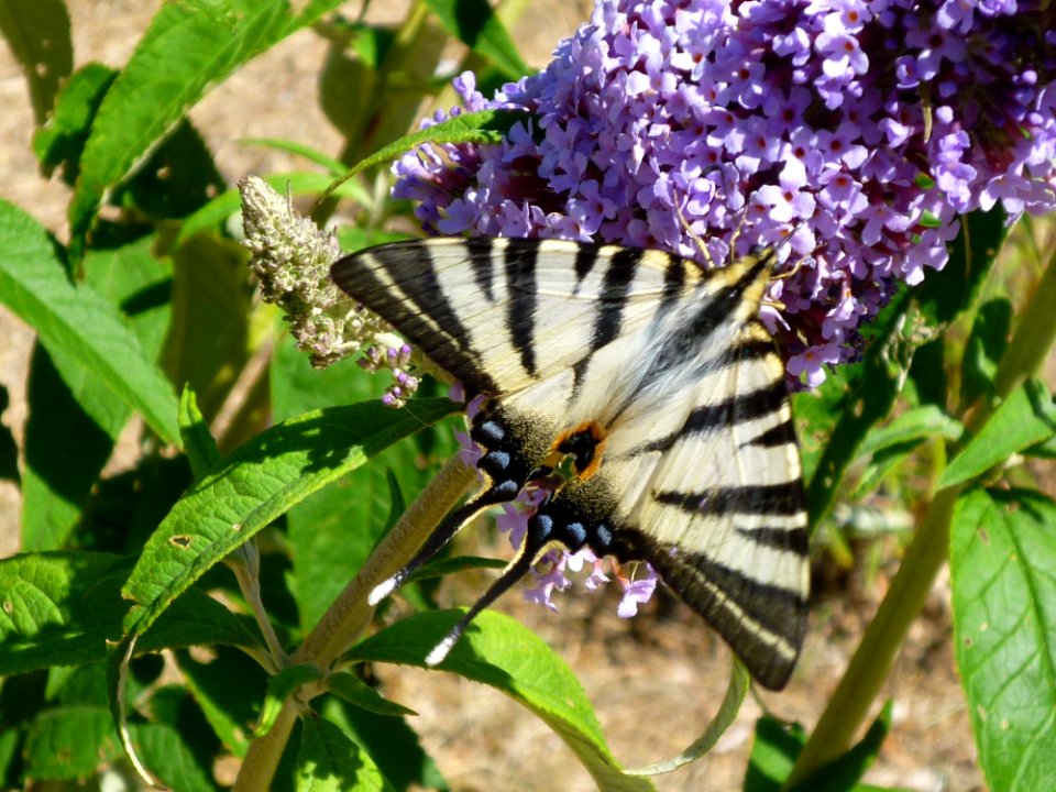 Butterfly Moths And Butterflies Insect Brush Footed Butterfly photo