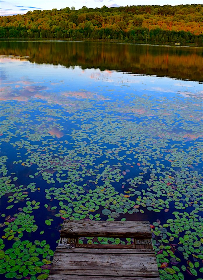 Water Nature Reflection Wetland