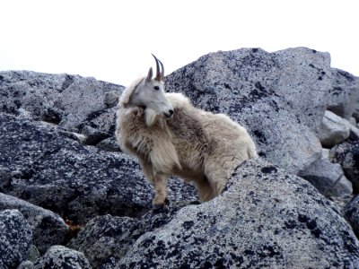 Mountain Goat Mammal Fauna Goats photo