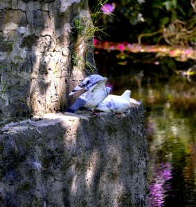 Bird Water Reflection Tree