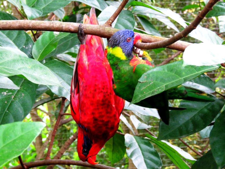 Bird Beak Fauna Parrot photo