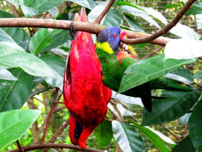 Bird Beak Fauna Parrot photo