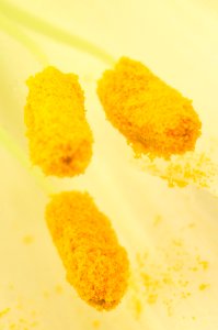 Yellow Vegetarian Food