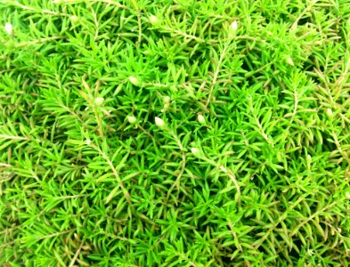 Plant Grass Herb Groundcover