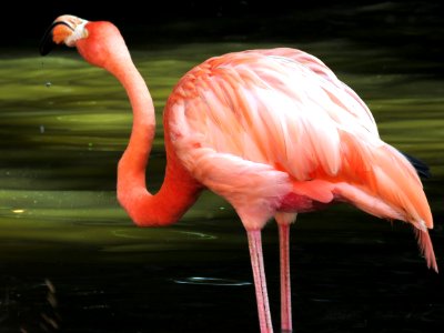 Flamingo Bird Water Bird Beak