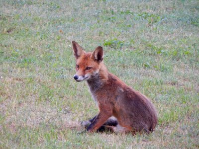 Fox Wildlife Mammal Fauna
