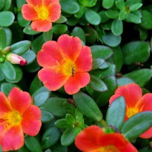 Flower Plant Flora Flowering Plant
