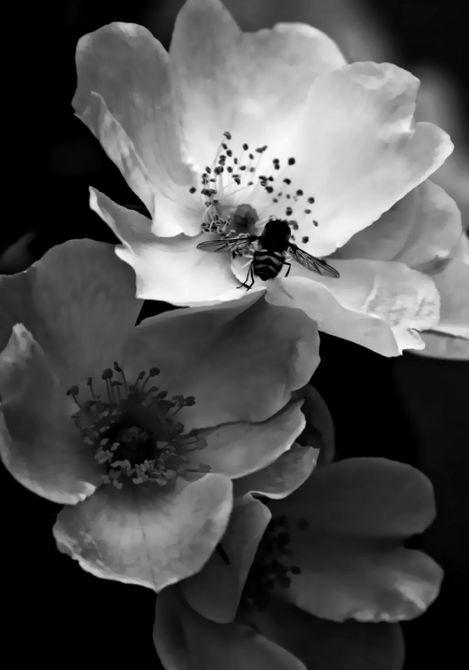 Flower White Black And White Black