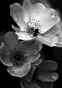 Flower White Black And White Black