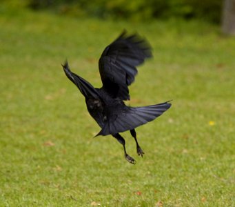 Bird Fauna Crow Crow Like Bird photo