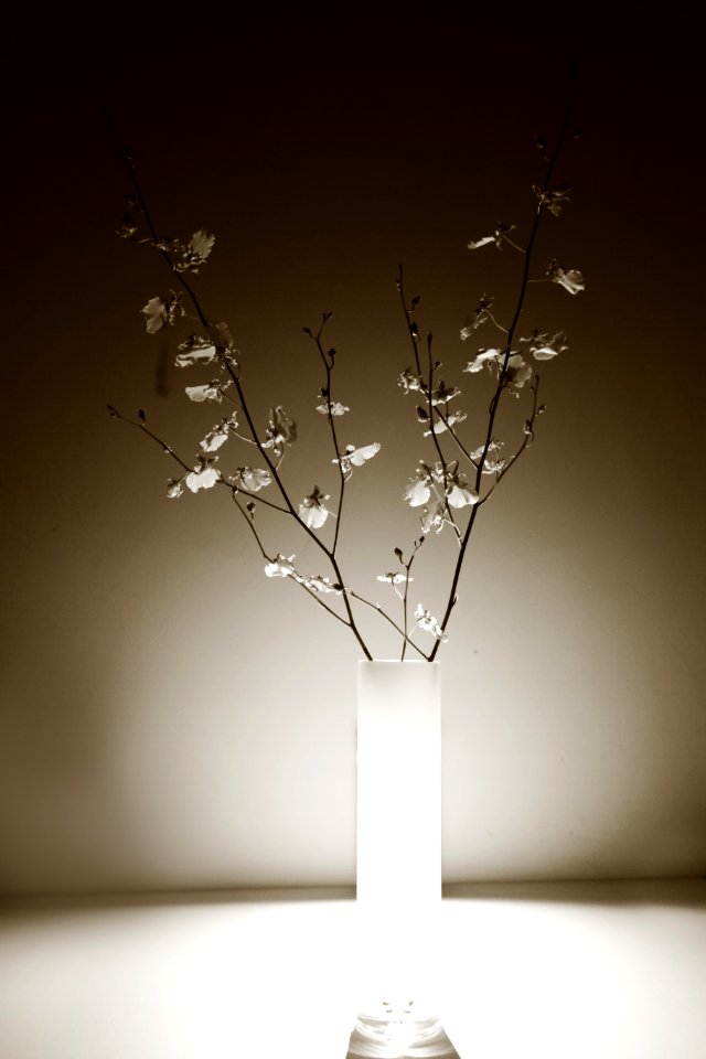Branch Twig Vase Still Life Photography