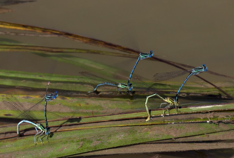 Grass Insect Field Grass Family