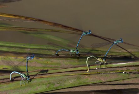 Grass Insect Field Grass Family