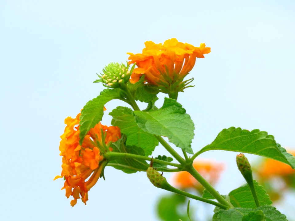 Flower Orange Flowering Plant Petal