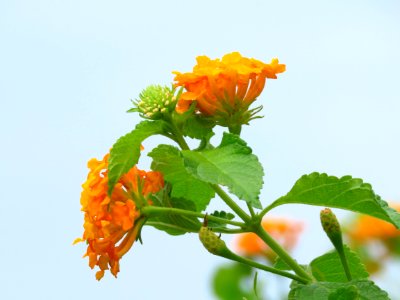 Flower Orange Flowering Plant Petal photo