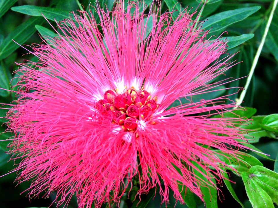 Flower Pink Flora Plant