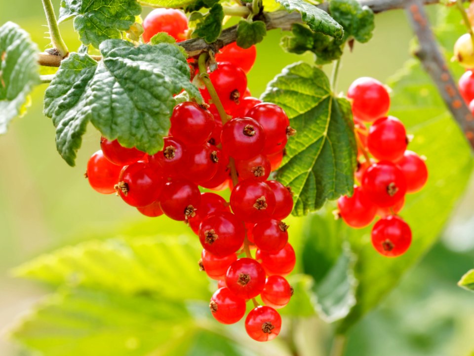 Berry Fruit Currant Gooseberry