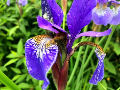 Flower Plant Iris Versicolor Flowering Plant photo