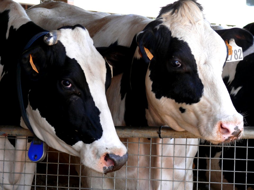 Dairy Cow Cattle Like Mammal Dairy Cow Goat Family