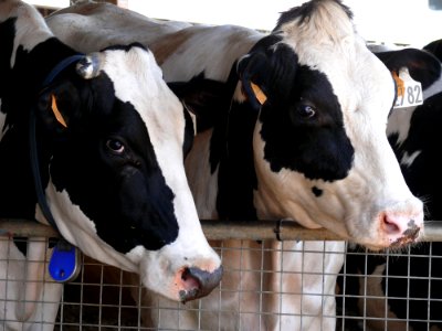Dairy Cow Cattle Like Mammal Dairy Cow Goat Family
