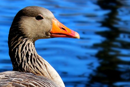 Beak Bird Water Bird Ducks Geese And Swans
