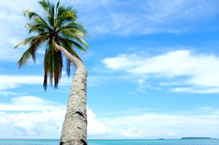 Sky Tropics Palm Tree Arecales photo
