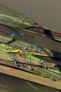 Water Grass Insect