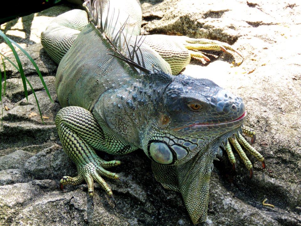 Reptile Scaled Reptile Iguana Iguania