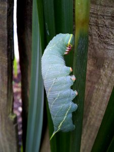 Leaf Flora Insect Plant Stem