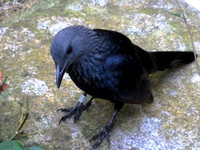 Bird Fauna American Crow Crow photo