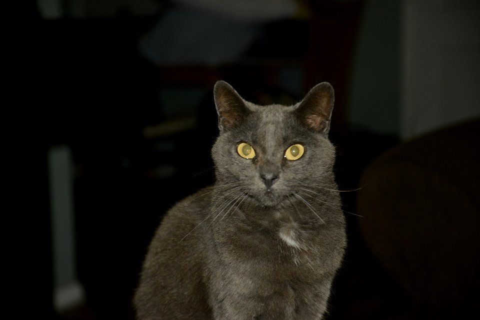Cat Mammal Small To Medium Sized Cats Fauna