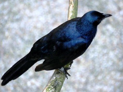 Bird American Crow Fauna Crow photo