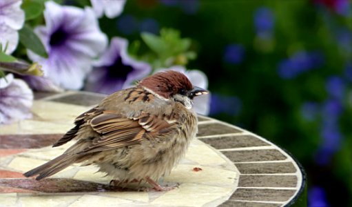 Bird Sparrow House Sparrow Fauna photo