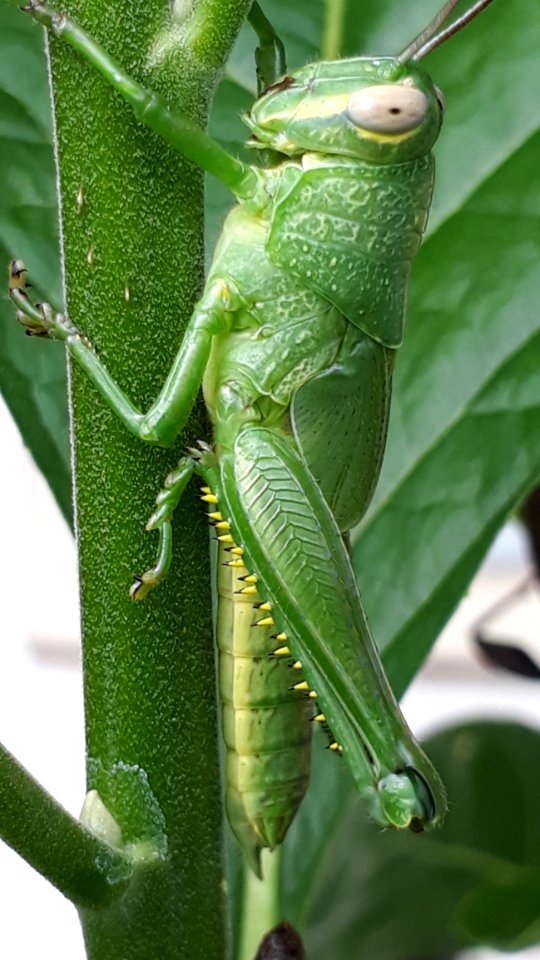Insect Grasshopper Locust Cricket Like Insect