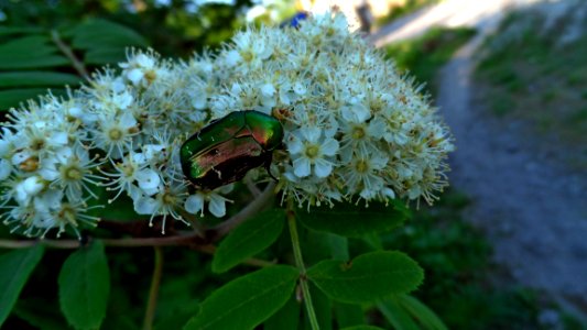 Plant Flora Nannyberry Pollinator