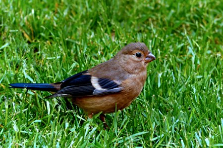 Bird Fauna Beak Grass photo