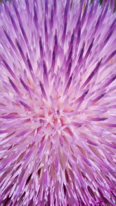 Purple Flower Pink Thistle photo