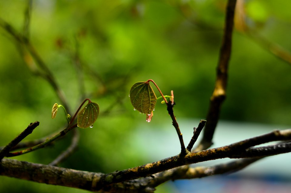 Branch Leaf Vegetation Flora