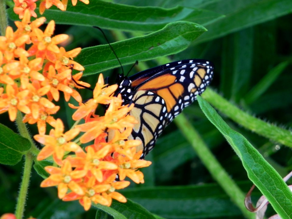 Butterfly Insect Moths And Butterflies Brush Footed Butterfly