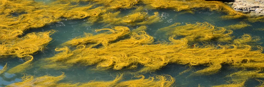 Water Seaweed Algae Earth
