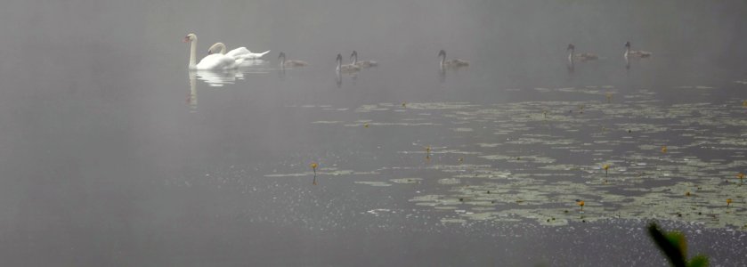 Water Flock Atmosphere Bird photo